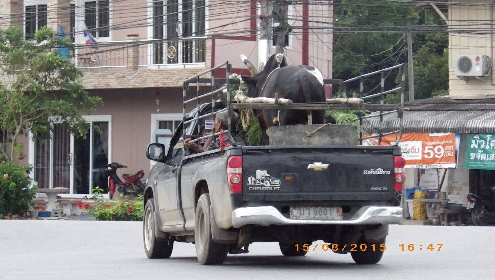 วัวชน มาจากสนาม อ.ทุ่งสง