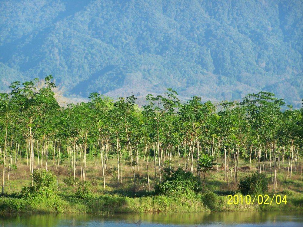 สวนยาง ที่นาเก่า เขาเหมน ด้านหลัง