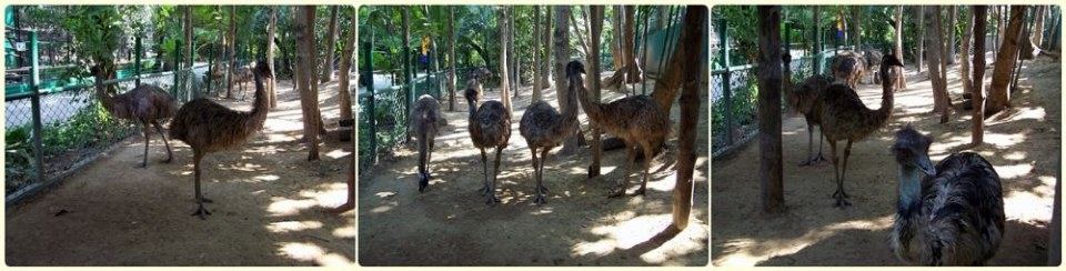 ย้อนอดีต Safari World ตอน ๒