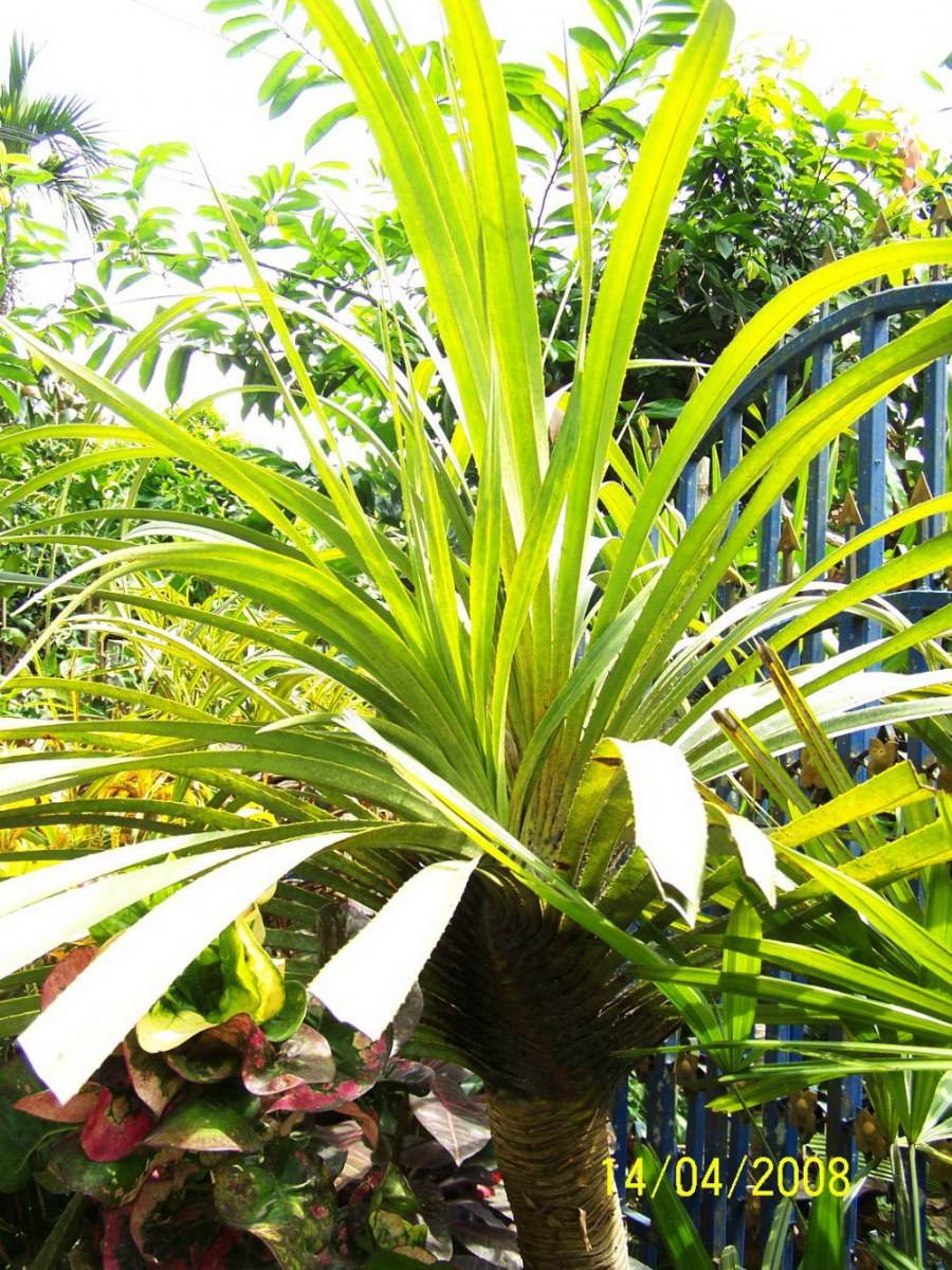 พืชสวย Beauty Plant