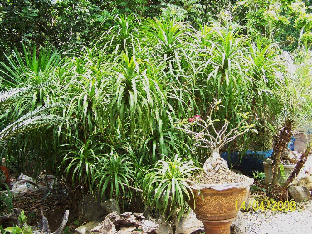 พืชสวย Beauty Plant