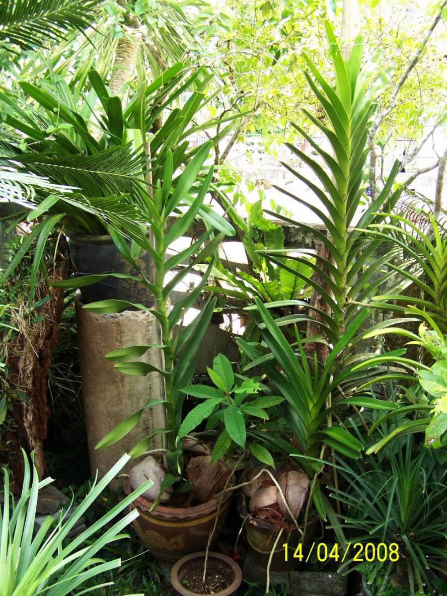 พืชสวย Beauty Plant