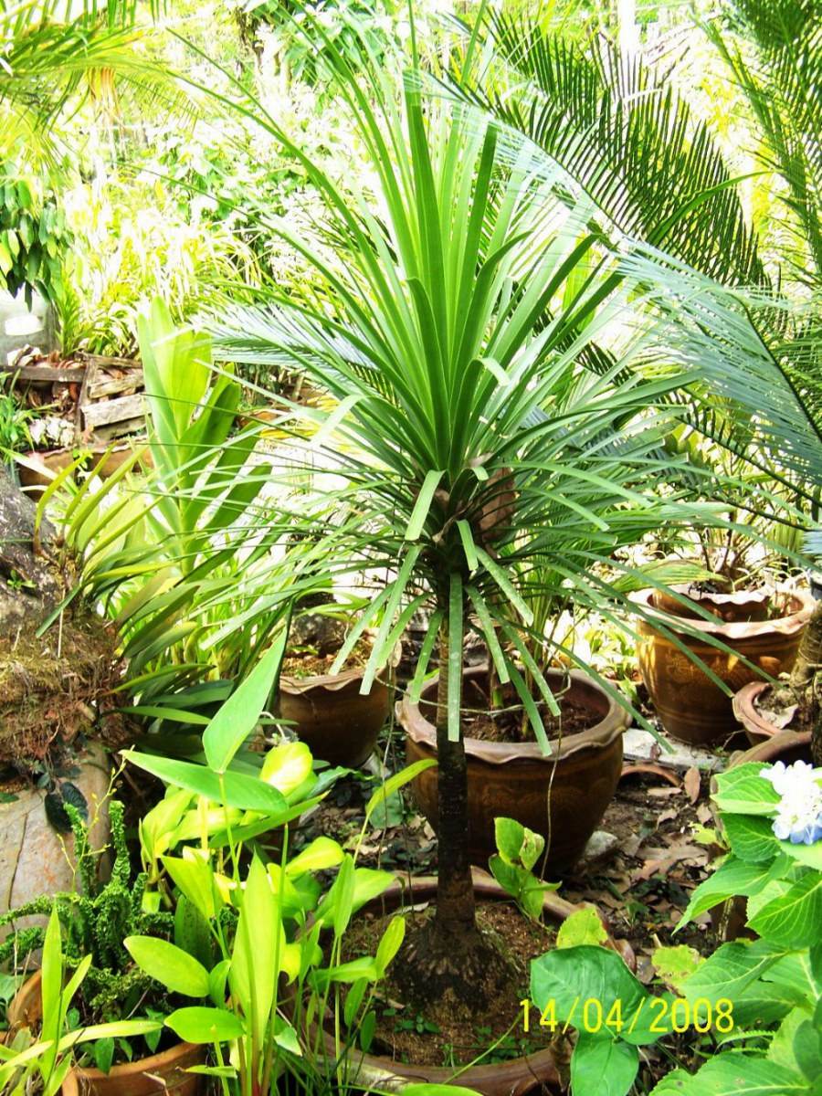 พืชสวย Beauty Plant