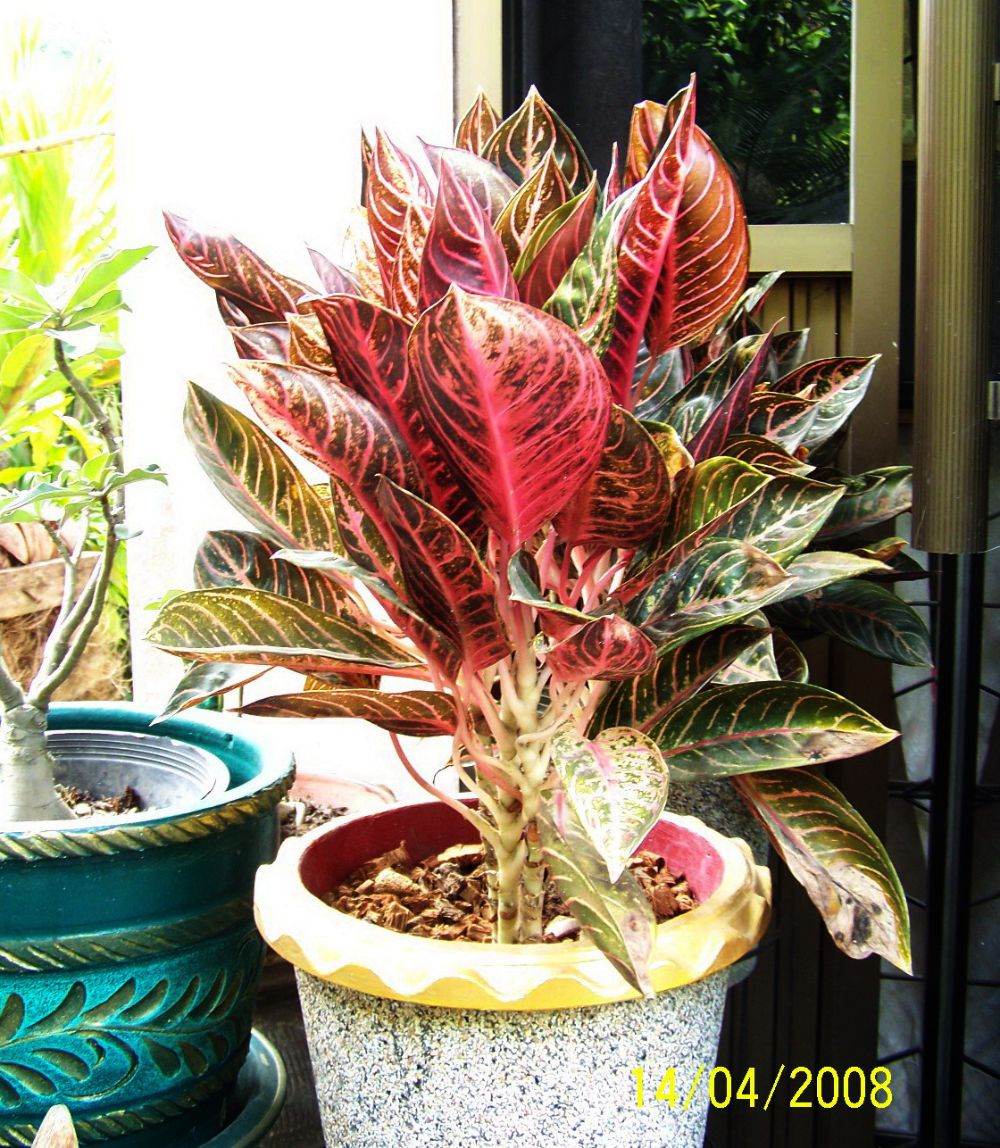 พืชสวย Beauty Plant