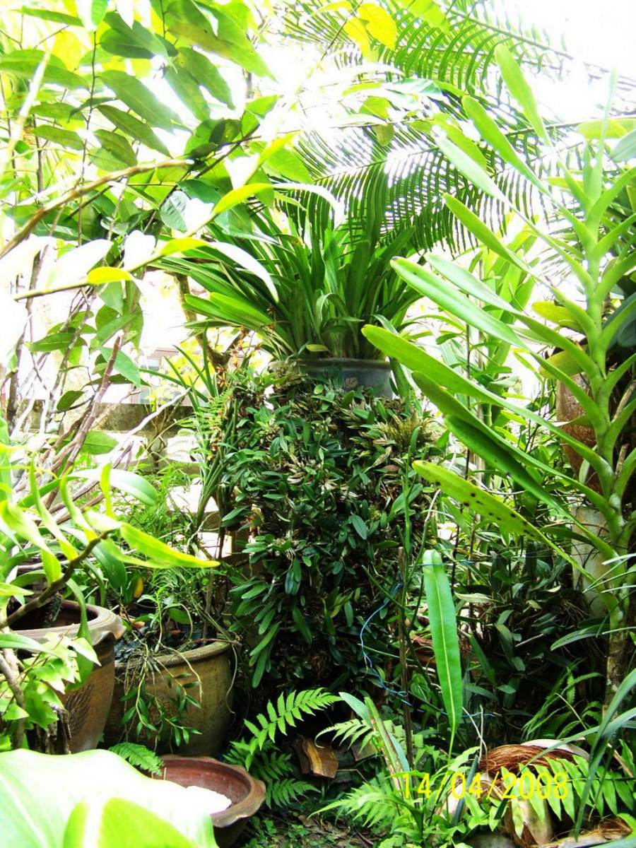พืชสวย Beauty Plant