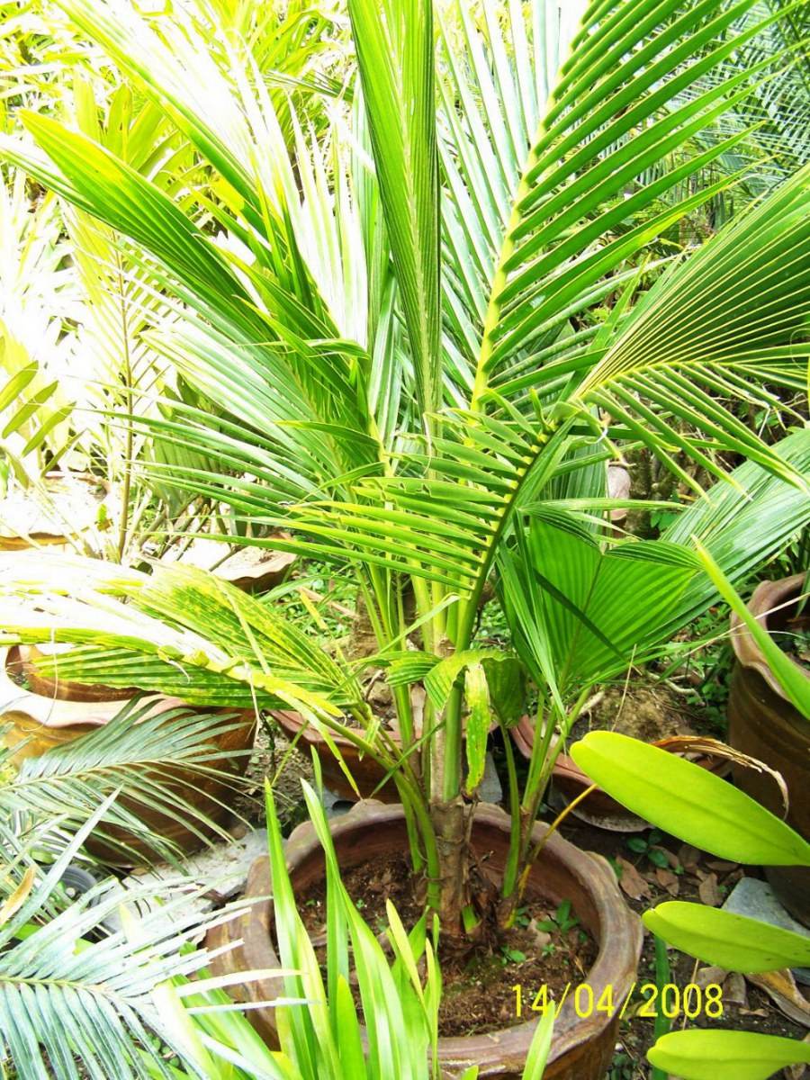 พืชสวย Beauty Plant