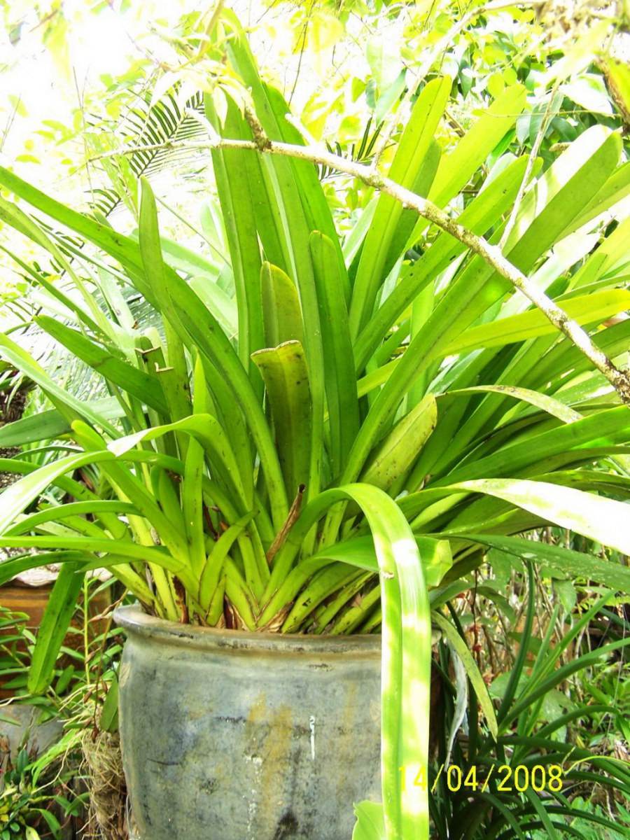 พืชสวย Beauty Plant