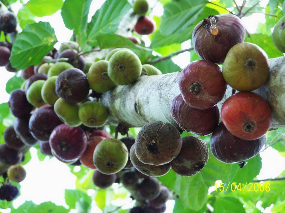 พืชสวย Beauty Plant
