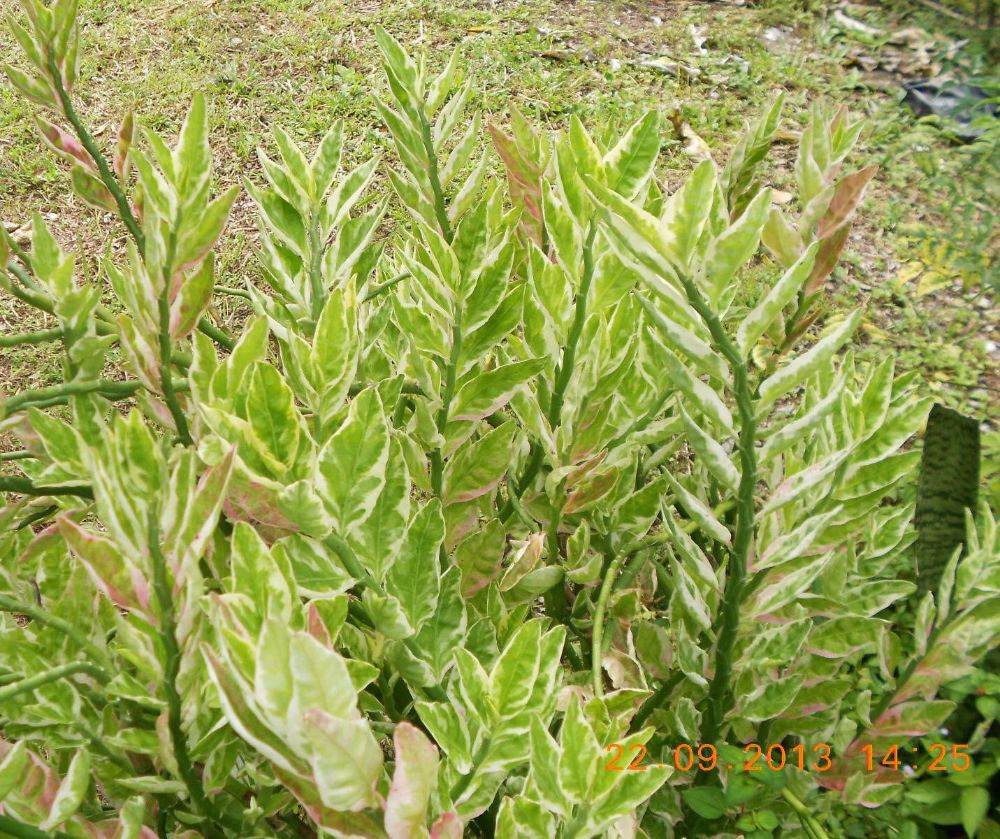 พืชสวย Beauty Plant