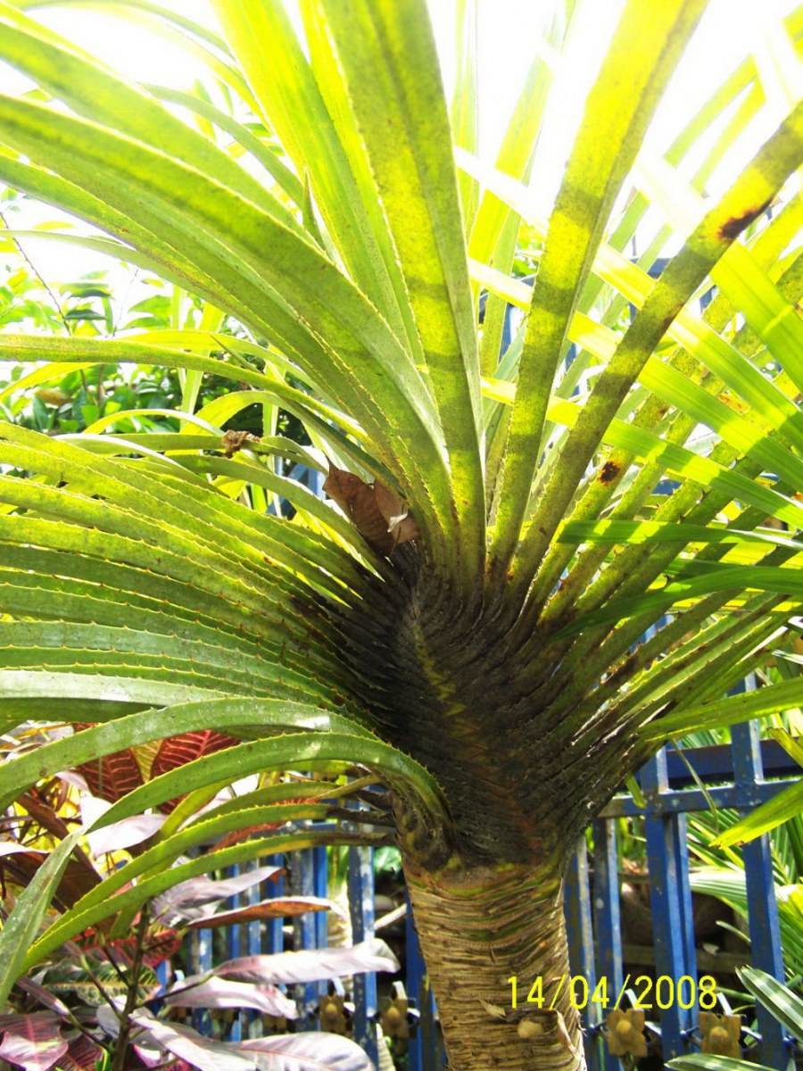 พืชสวย Beauty Plant