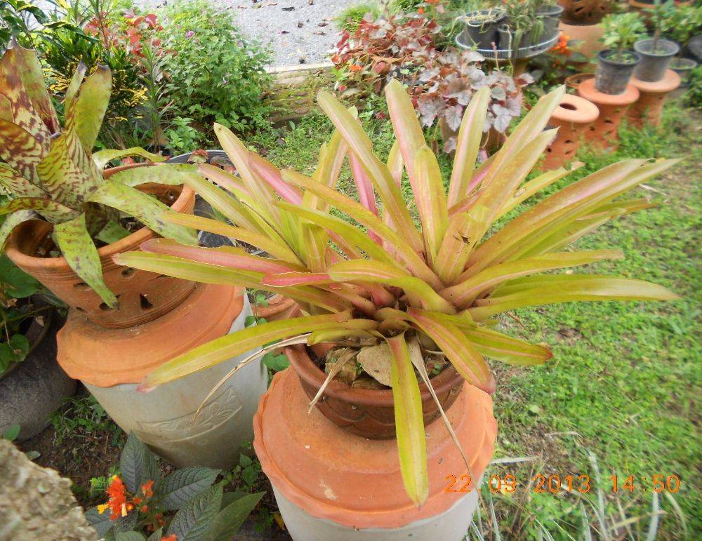 สัปรดสี