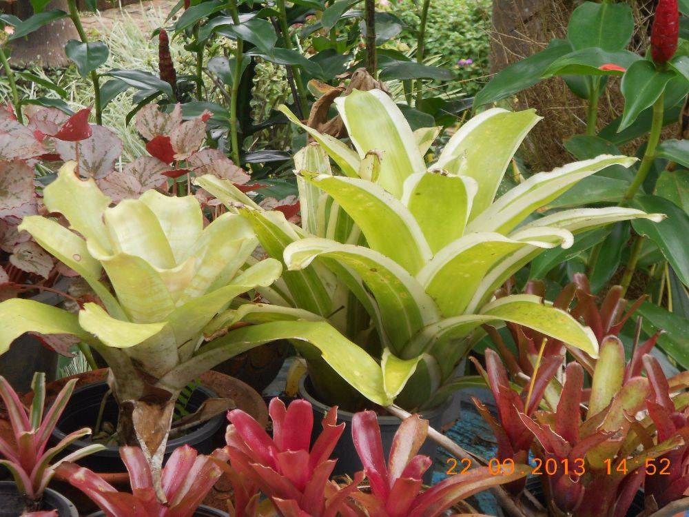 สัปรดสี