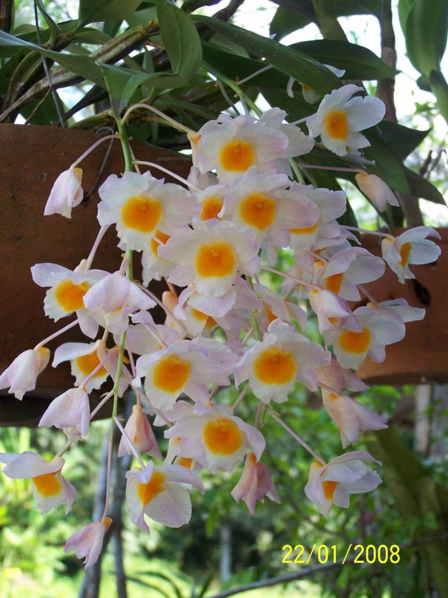 พืชสวย Beauty Plant