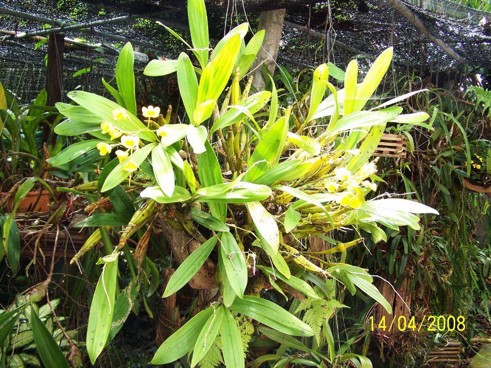 พืชสวย Beauty Plant