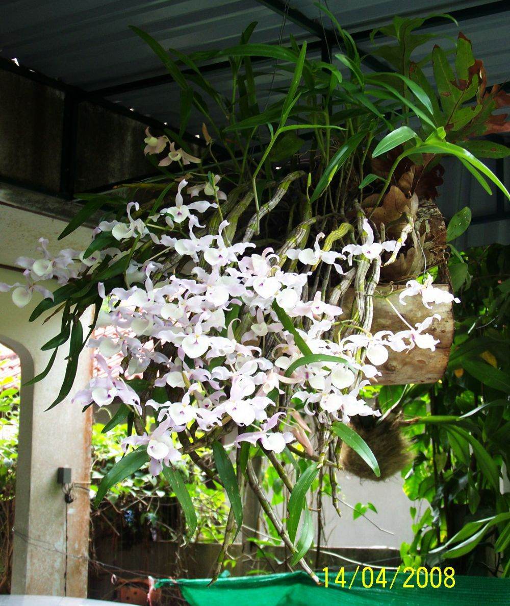 พืชสวย Beauty Plant