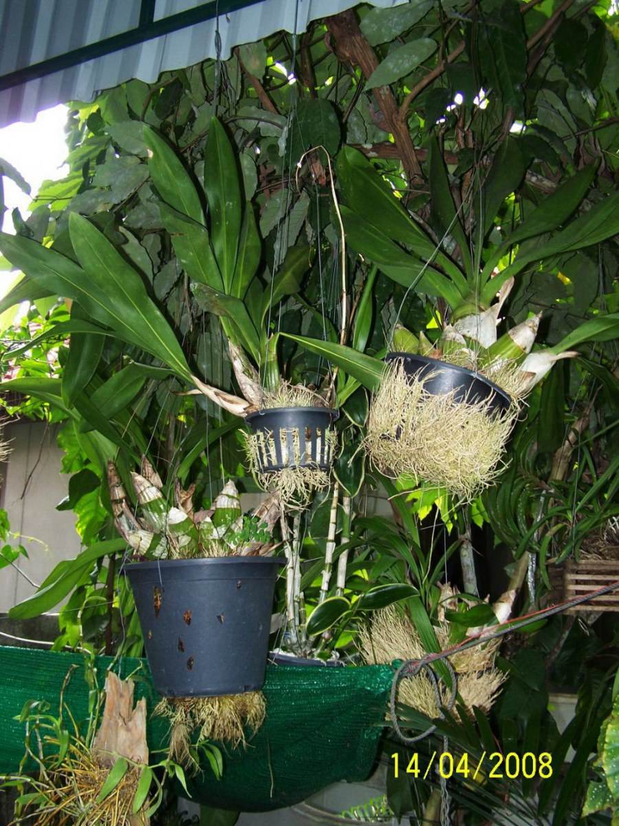 พืชสวย Beauty Plant