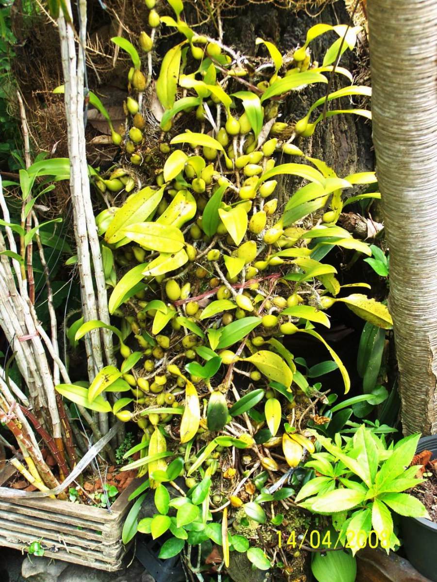 พืชสวย Beauty Plant