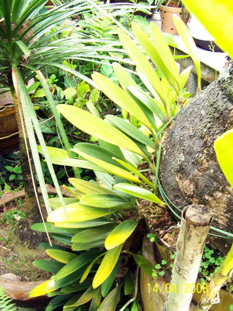 พืชสวย Beauty Plant