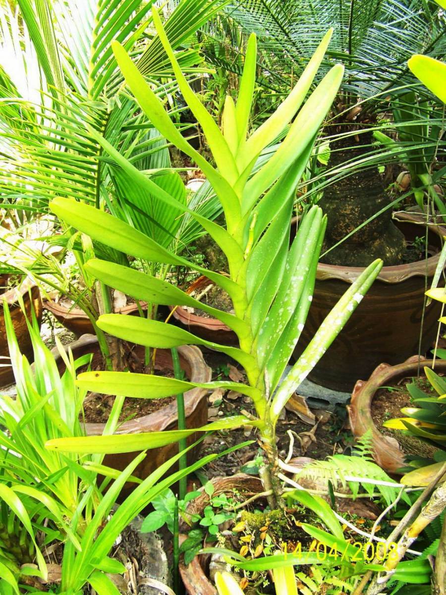 พืชสวย Beauty Plant