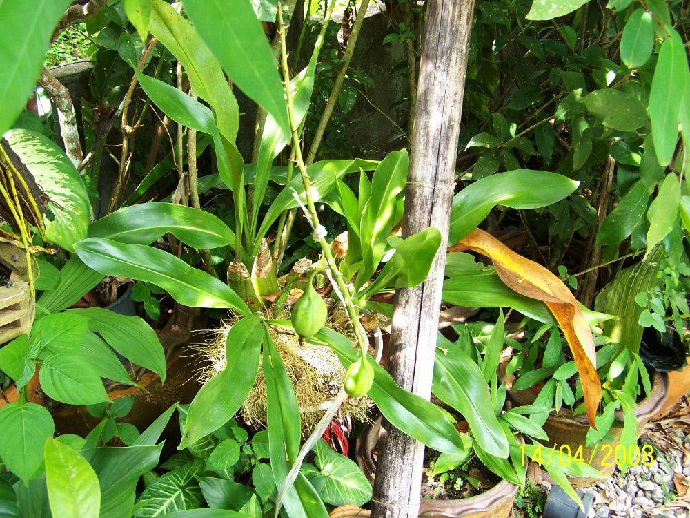 พืชสวย Beauty Plant