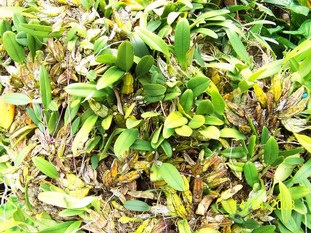 พืชสวย Beauty Plant