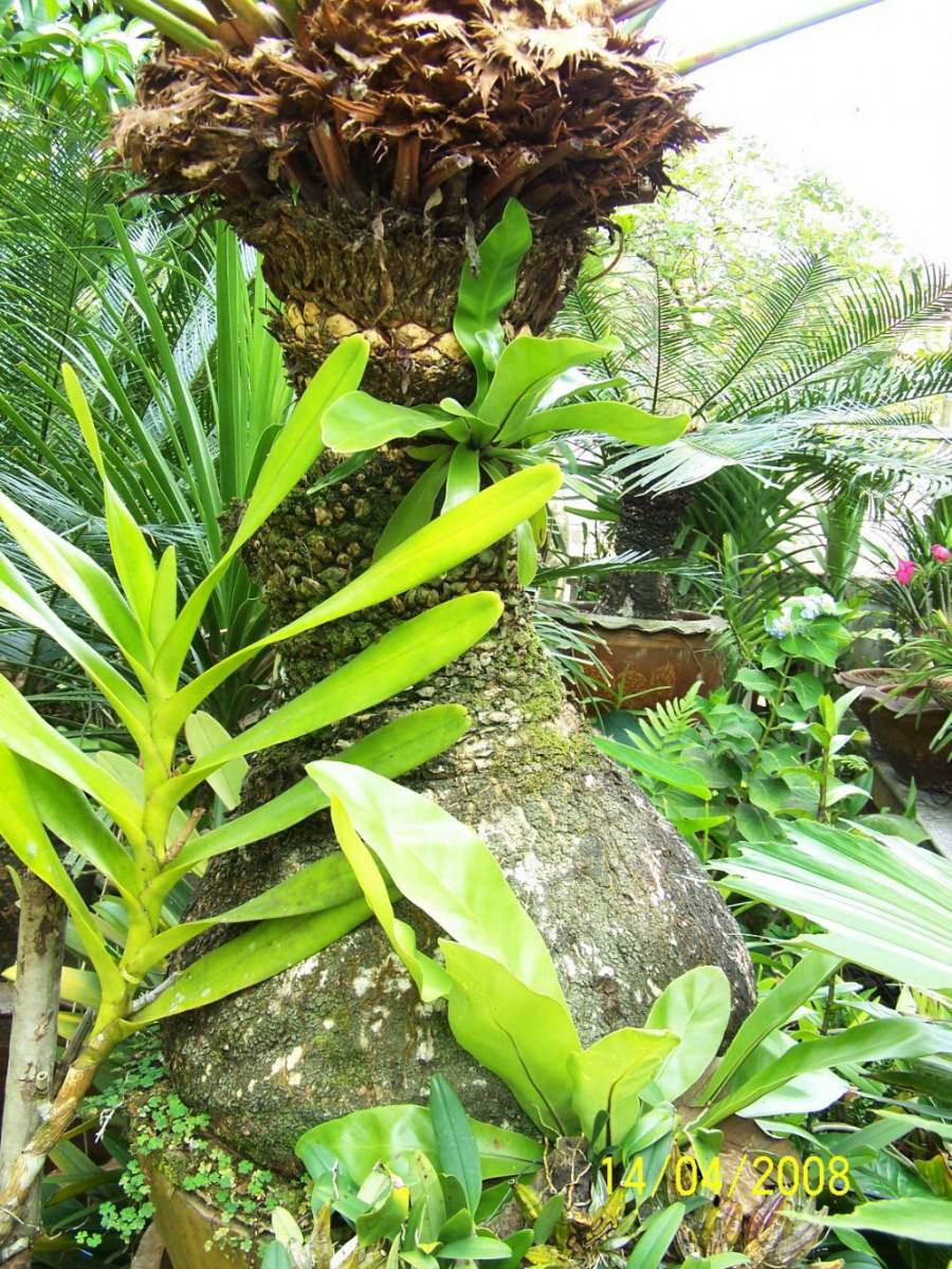 พืชสวย Beauty Plant