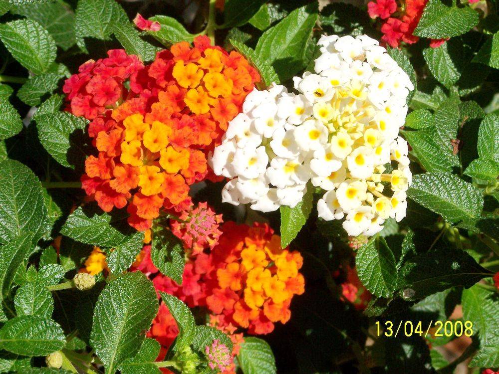 พืชสวย Beauty Plant