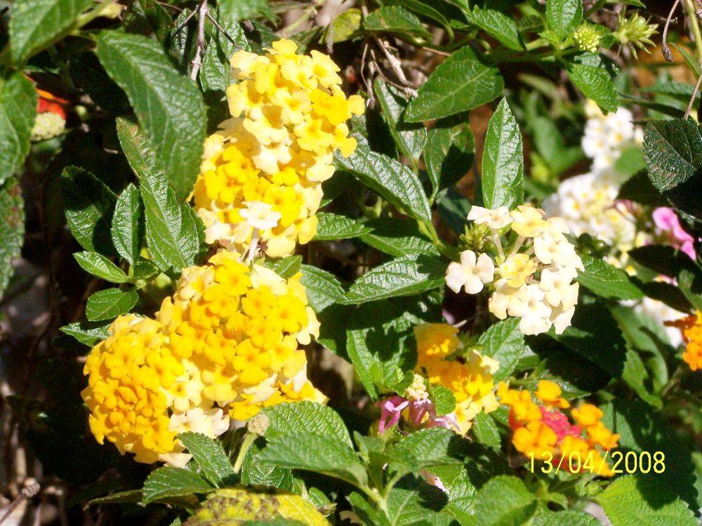 พืชสวย Beauty Plant