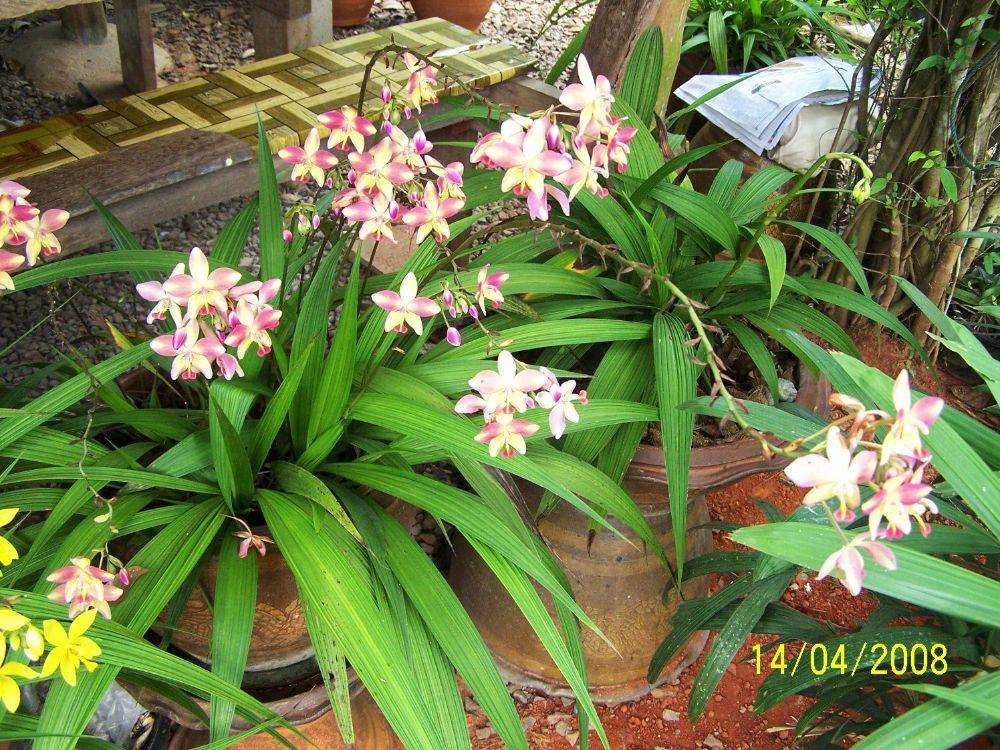 พืชสวย Beauty Plant