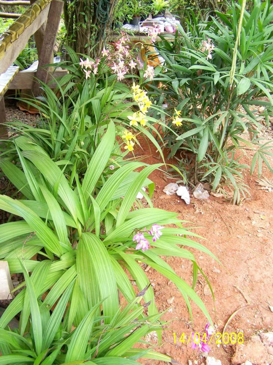 พืชสวย Beauty Plant