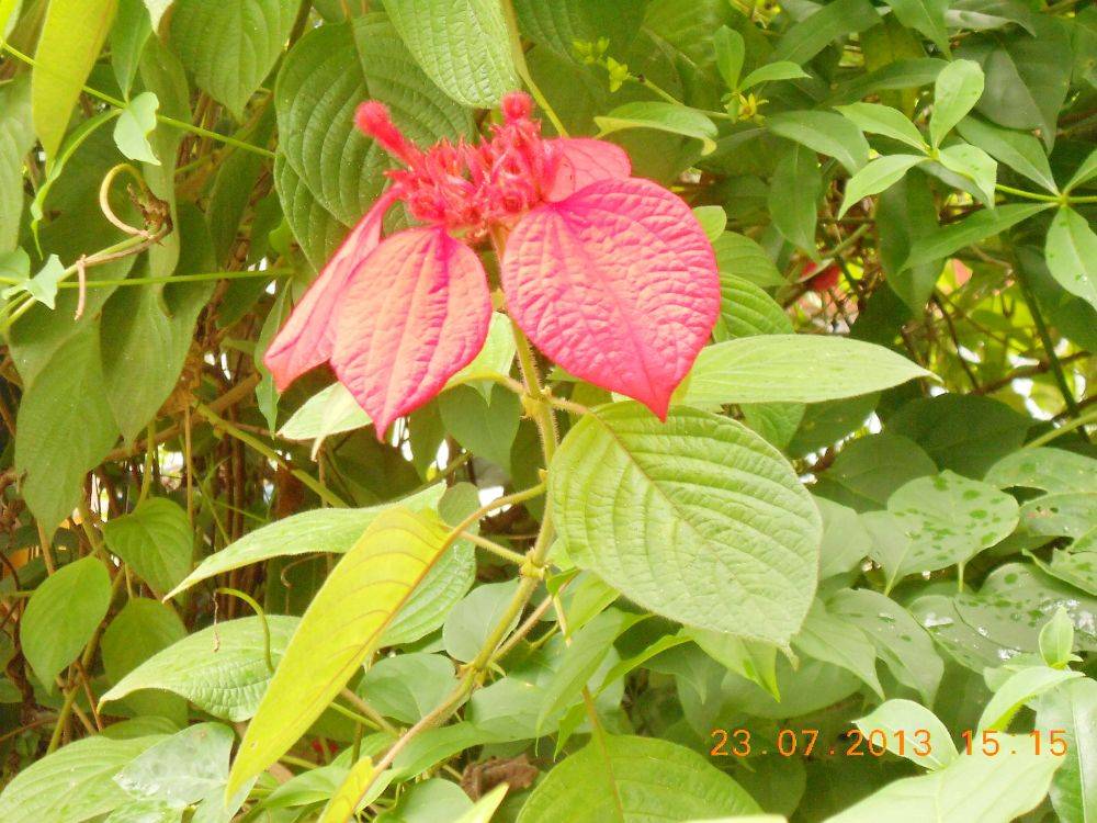 พืชสวย Beauty Plant