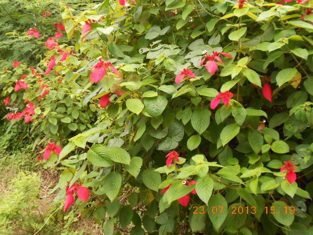 พืชสวย Beauty Plant
