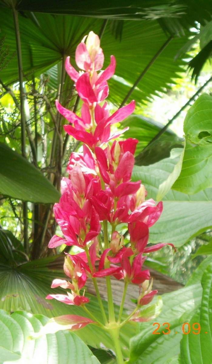 พืชสวย Beauty Plant