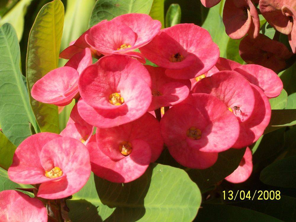 พืชสวย Beauty Plant
