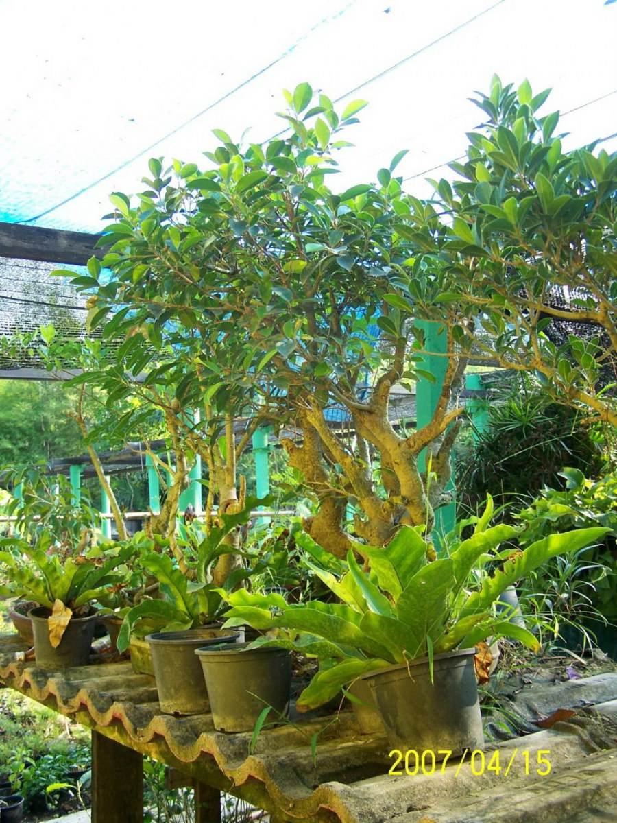 พืชสวย Beauty Plant