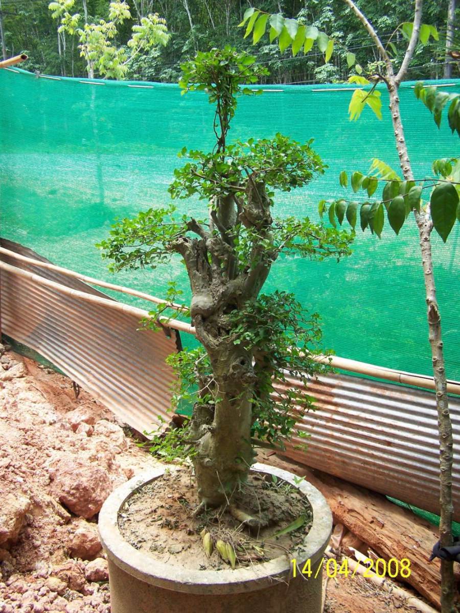 พืชสวย Beauty Plant