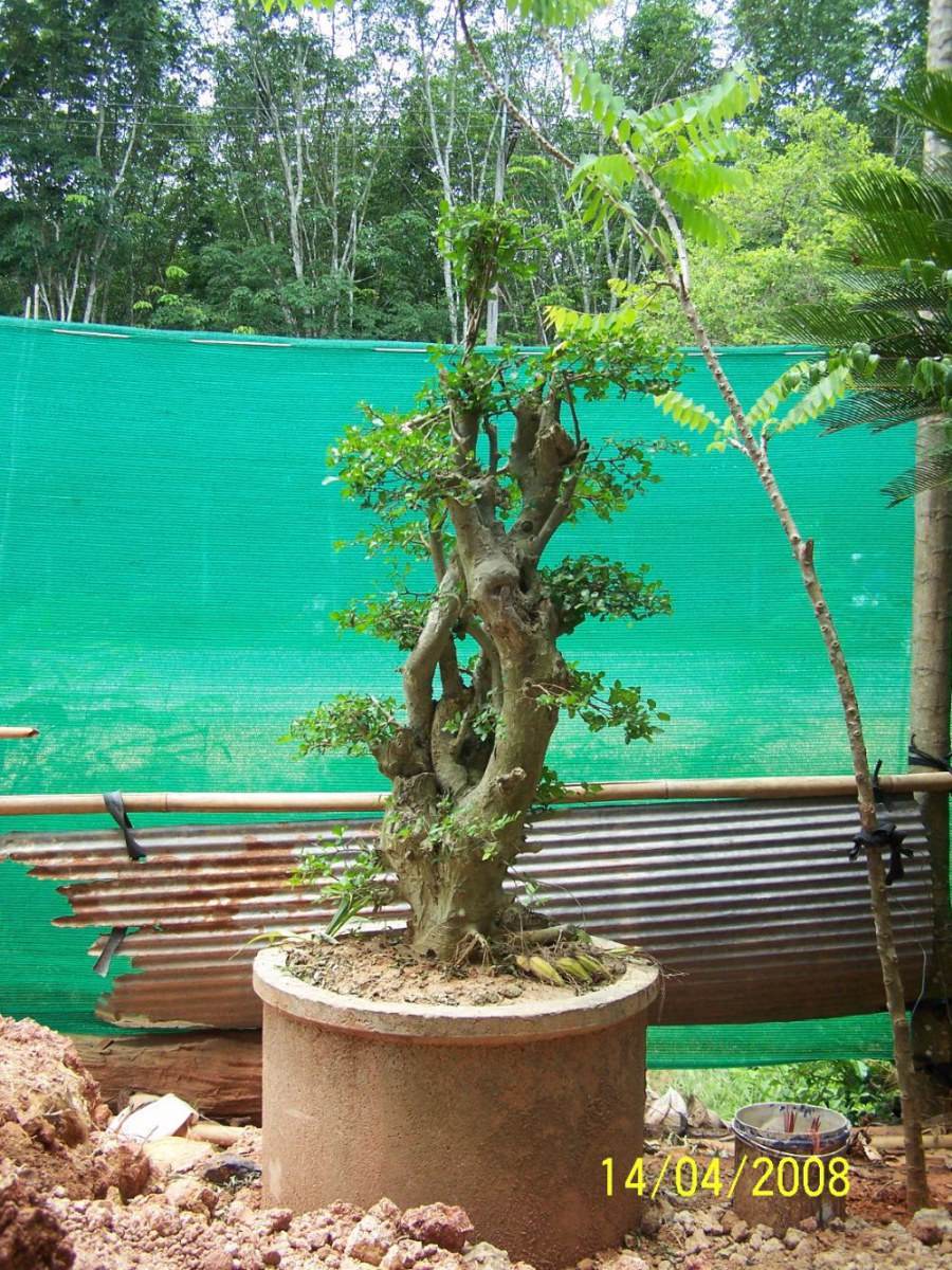 พืชสวย Beauty Plant