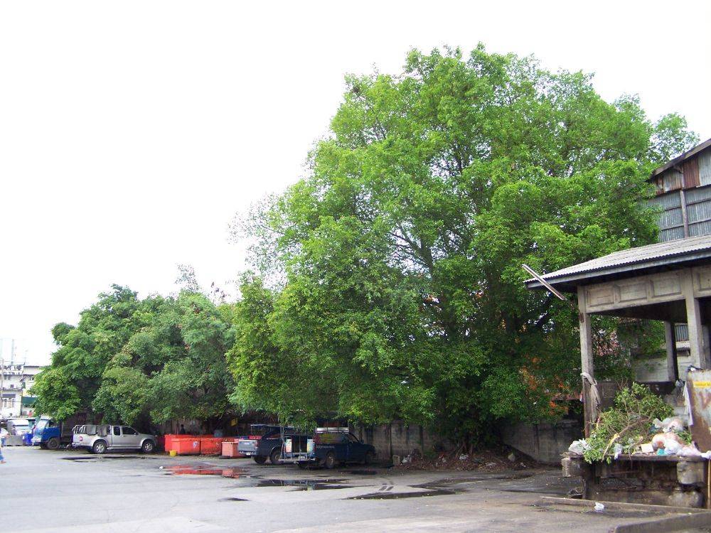 ท่ารถในตลาดเก่า