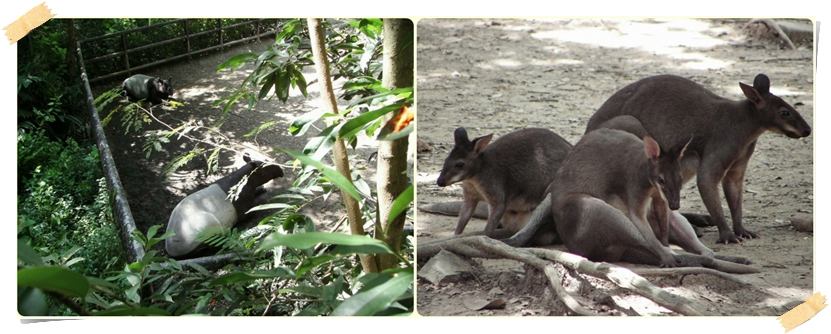 สัตว์ต่าง ๆ ที่ซาฟารีเวิลด์  safari world