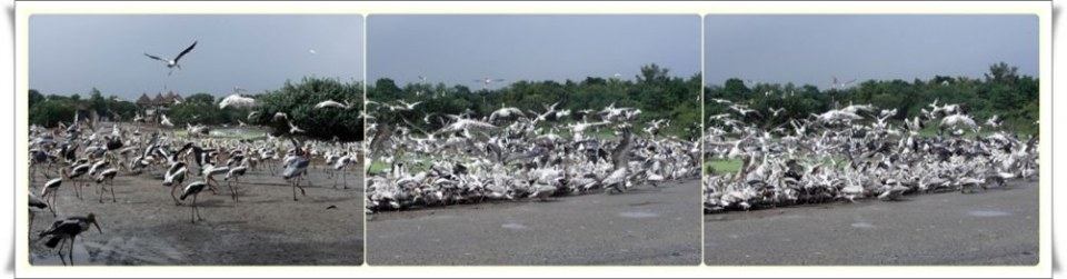 สัตว์ต่าง ๆ ที่ซาฟารีเวิลด์  safari world