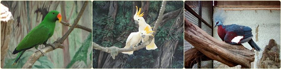 สัตว์ต่าง ๆ ที่ซาฟารีเวิลด์  safari world