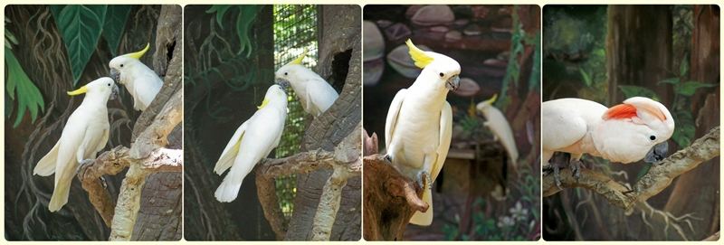 สัตว์ต่าง ๆ ที่ซาฟารีเวิลด์  safari world