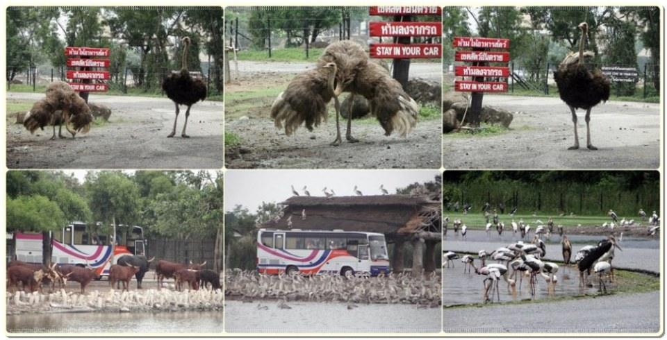 สัตว์ต่าง ๆ ที่ซาฟารีเวิลด์  safari world