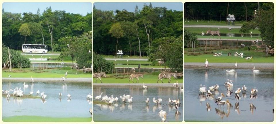 สัตว์ต่าง ๆ ที่ซาฟารีเวิลด์  safari world
