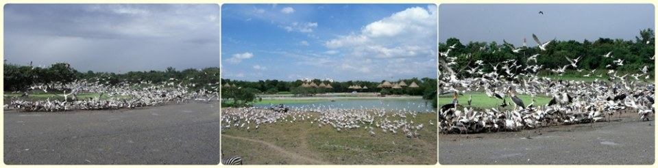 สัตว์ต่าง ๆ ที่ซาฟารีเวิลด์  safari world
