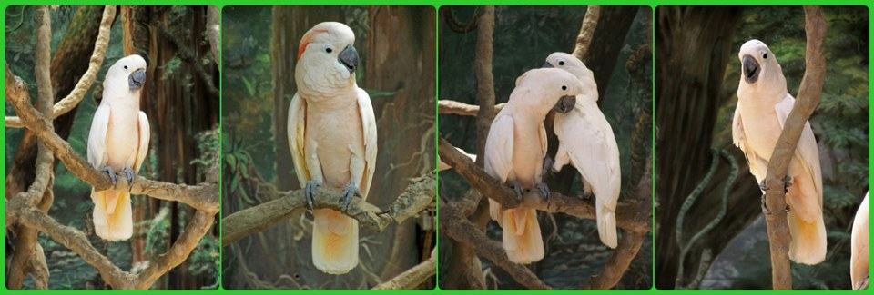 สัตว์ต่าง ๆ ที่ซาฟารีเวิลด์  safari world
