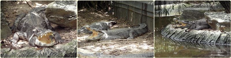 สัตว์ต่าง ๆ ที่ซาฟารีเวิลด์  safari world