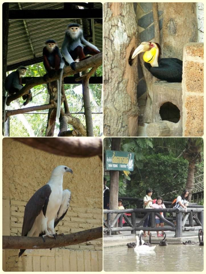 สัตว์ต่าง ๆ ที่ซาฟารีเวิลด์  safari world