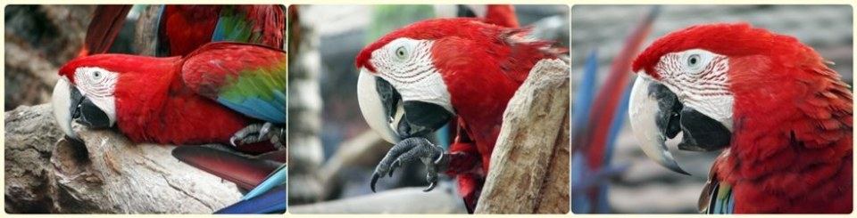 สัตว์ต่าง ๆ ที่ซาฟารีเวิลด์  safari world