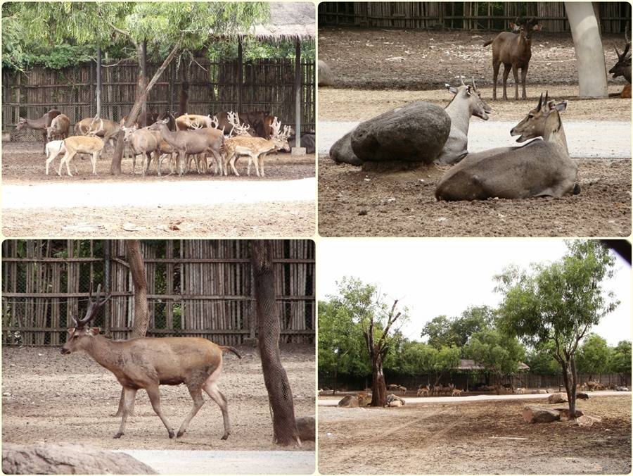 สัตว์ต่าง ๆ ที่ซาฟารีเวิลด์  safari world